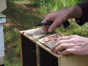 Beekeeping